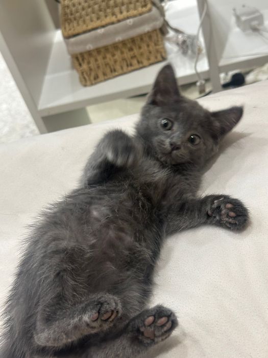 отдам котёнка 3 месяца