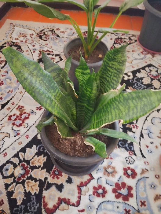 Санвеверия цветы