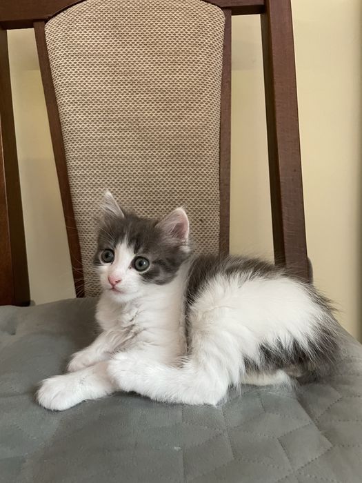 Шарено коте на 2 месеца