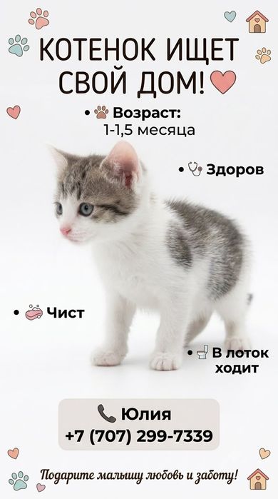 Милый спасёныш ищет дом