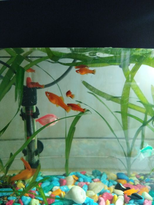 Яркие мальки меченосца