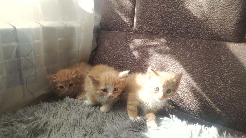 Отдам котенка в добрые руки