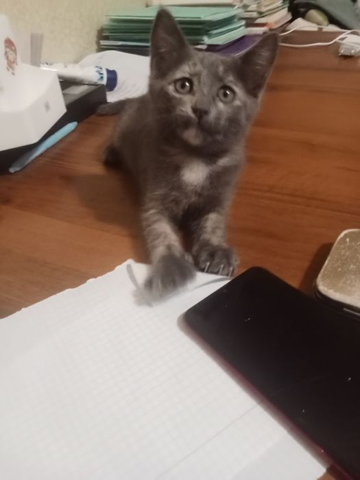 Отдам котенка 2 месячного