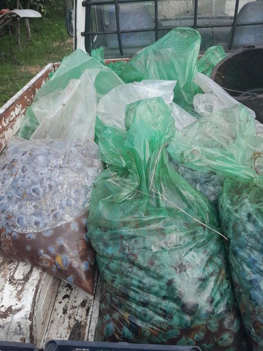 Prune pentru tuica