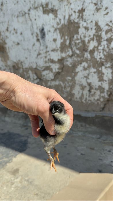 Jersi gigant джерси гигант жужалари