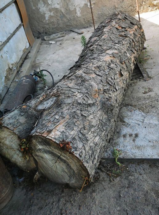 Слэб под распил - КАШТАН