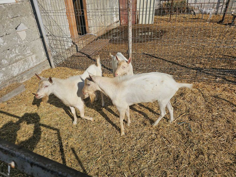 Vand tapi ciuti cu pedigree