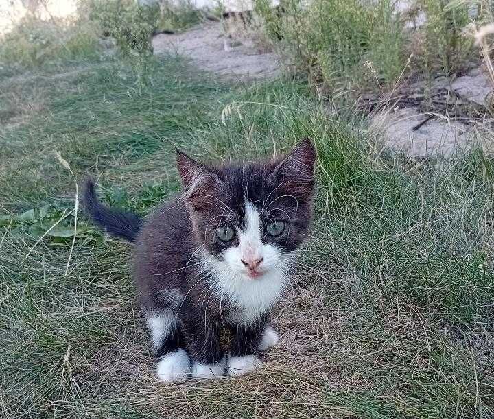 Отдам котят 1,5 месяца