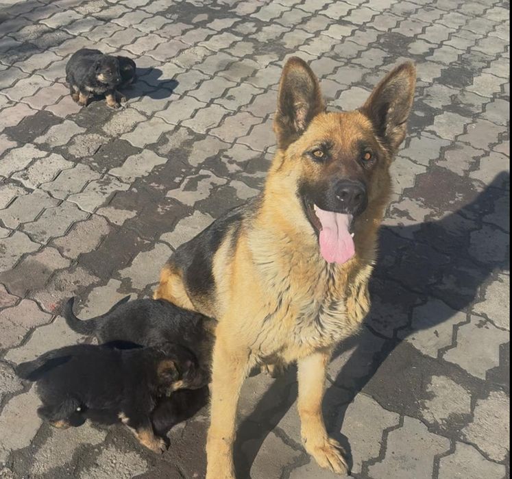 Продам щенков Немецкой овчарки