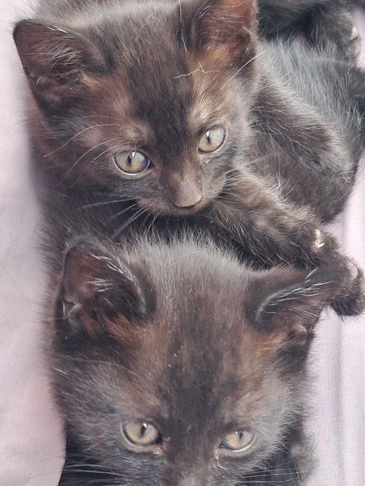 Отдам котят даром