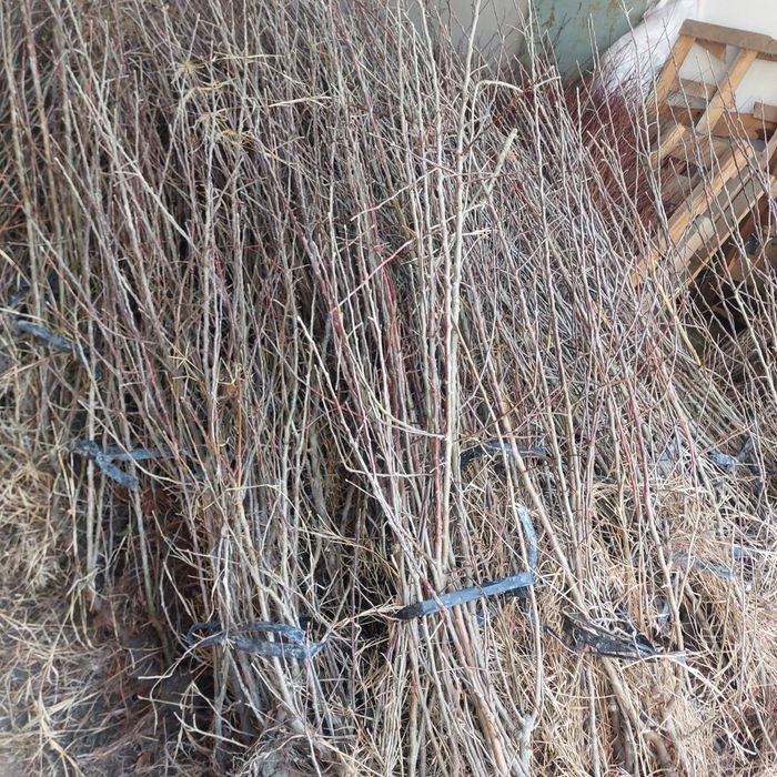 Chapa tut. Manzarali va mevali koʻchatlar