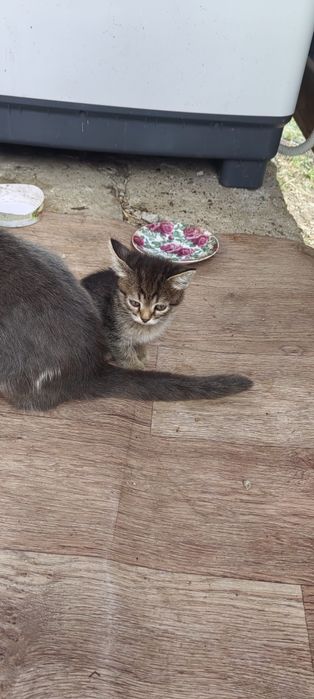 Отдам даром котят