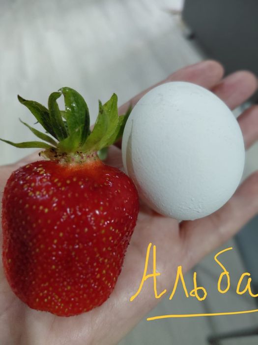 Продам саженцы малины и клубники,винограда и хризантеммы