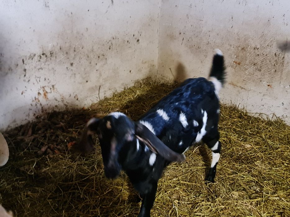 Capra anglo nubian