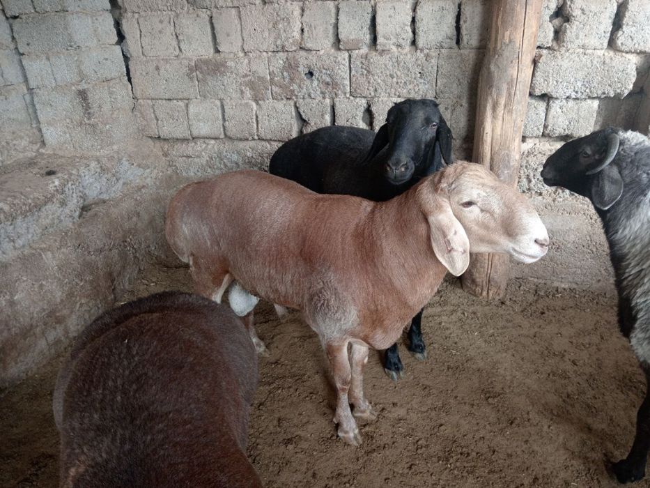 Aqiqa Exson qoy куй кочкор qochqor