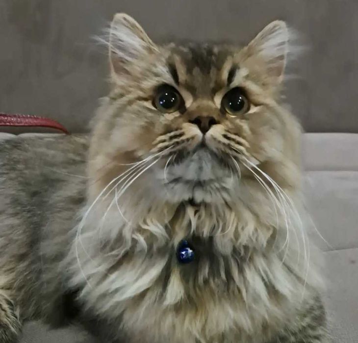 Mushuk yo‘qoldi/ Пропал кот