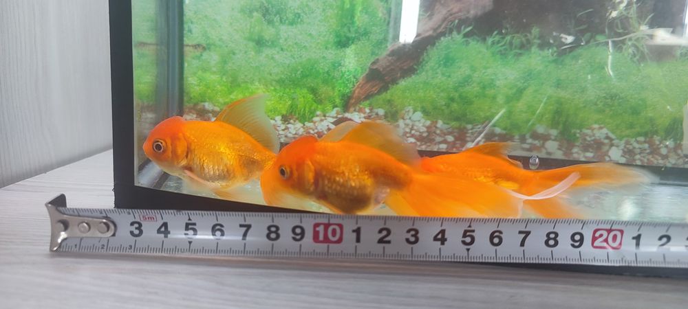 Продаются аквариумные рыбки