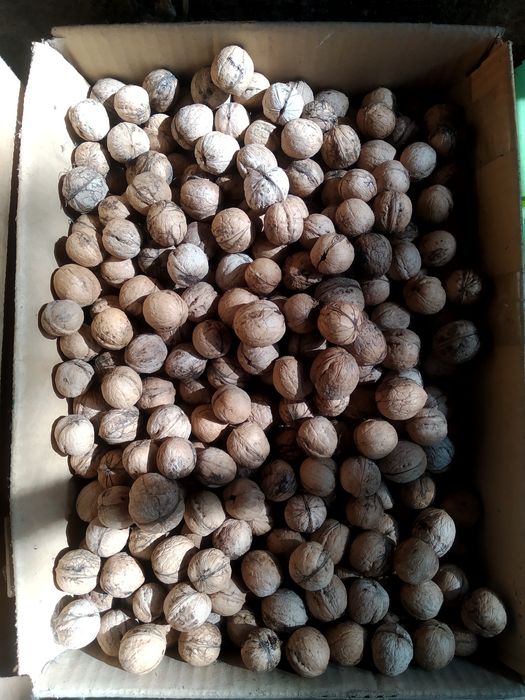 Грецкий орех из деревни.
