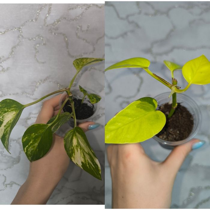 Комнатные растения цветы сциндапсус эпипремнум