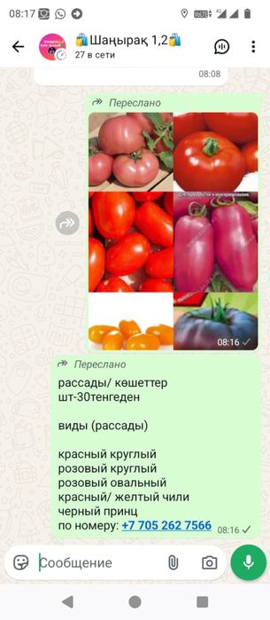 Помидор рассады ,разные виды