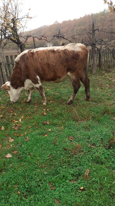 Vand doua vaci de lapte