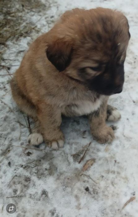 Щенки для вашего дома