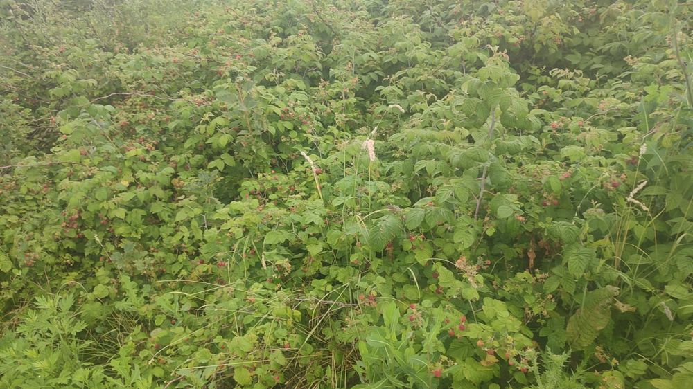 Продам дом в Новой- бухтарме.