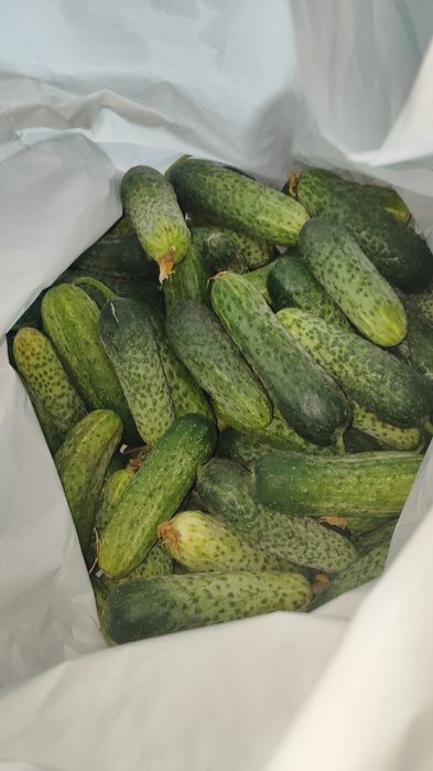 Продам огурцы свежие