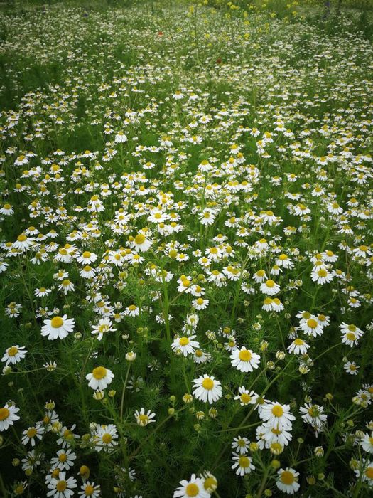 Семена лайка