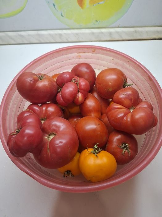 Продам дачные помидоры