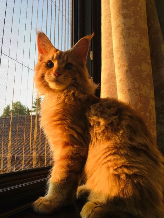 Продаются недорого Мейн кун