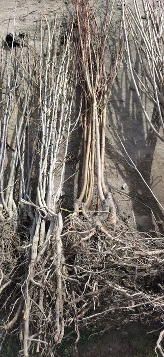 Garantiyali karlek va polekarlek kuchatlar