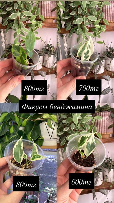 Комнатные растения