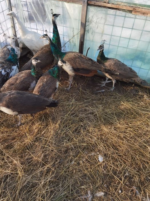 Pui de păun comuni  vârstă 4 luni 300 lei