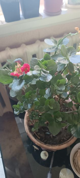 Комнатные  цветы