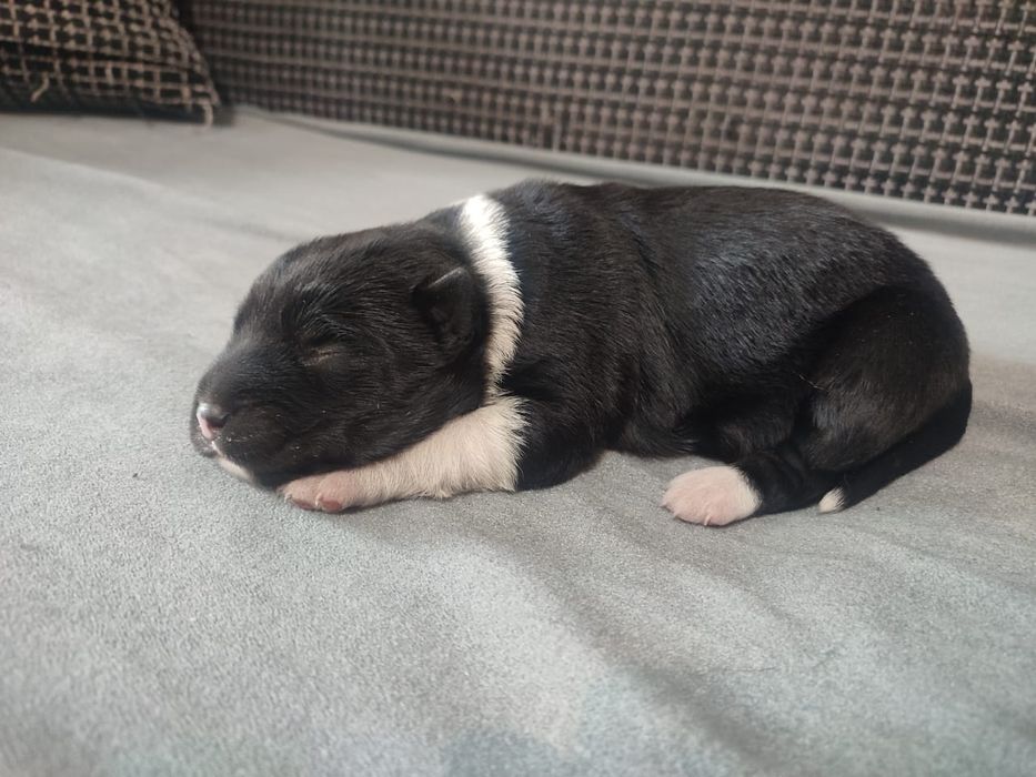 Майкудук. Щенок в добрые руки