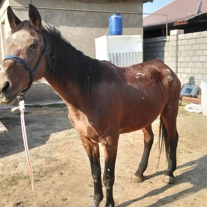 2шт бие бар бағасы қелісімді