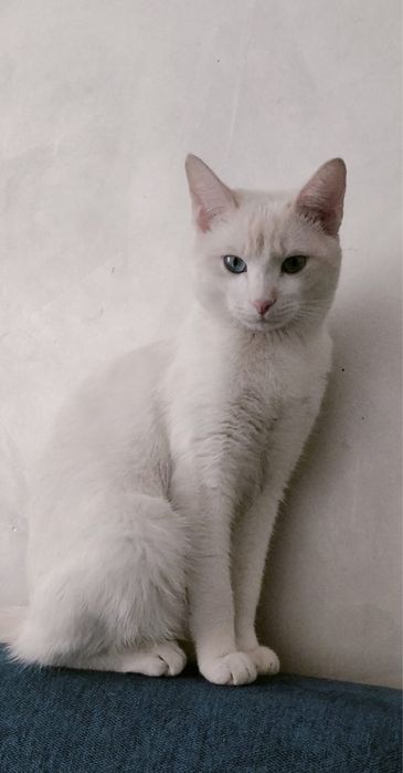 Отдам кота в хорошие руки