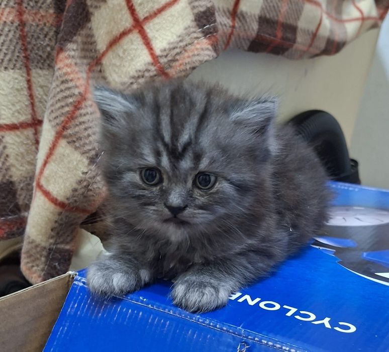 Шотландский  мальчик