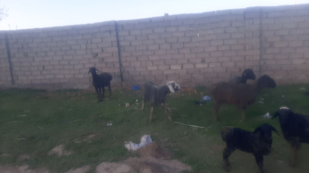 Qozi qochqor sotiladi