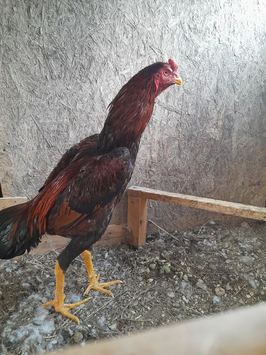 Бойцовые куры ДАКАН