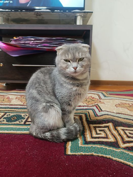 Тозза зот Киз болла