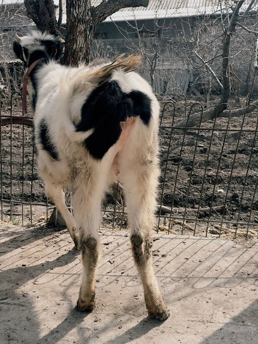 Хўнажин сотилади