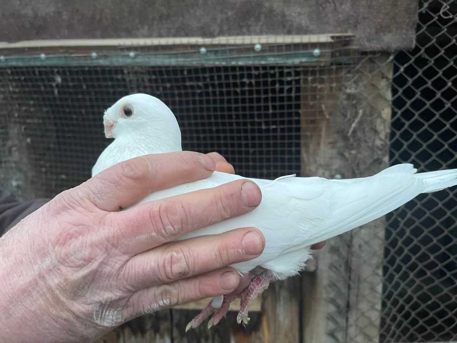 продам голубей немецкий почтовый