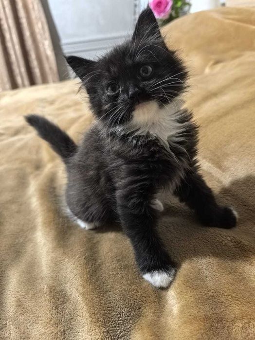 Отдам милых котят в добрые руки