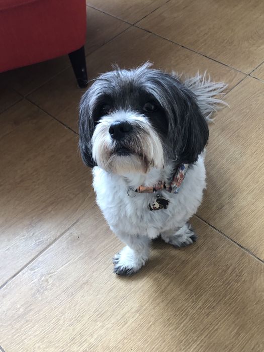 Cazare caini / pet sitter