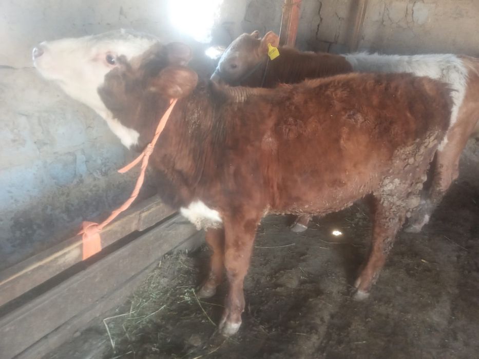 Бұқалар  сатылады