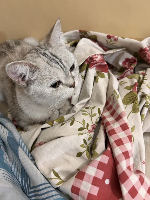 Котёнок,серебристый табби