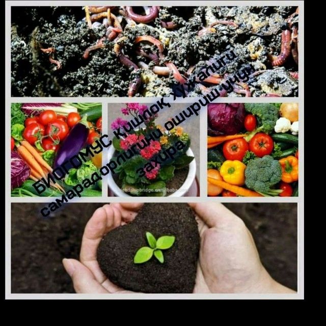 TOSHKENT BIOGUMUS va Kaliforniya qizil chuvalchanglari