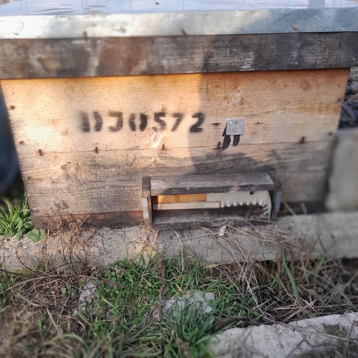 Vand cutii stupiii 18 si 16 rame/ colectoare polen tip sălaj